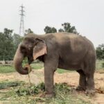 World Animal Protection Approaches Prime Minister to Prevent Elephant Transfer to Delhi from Assam.